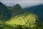 Valle de Cocora